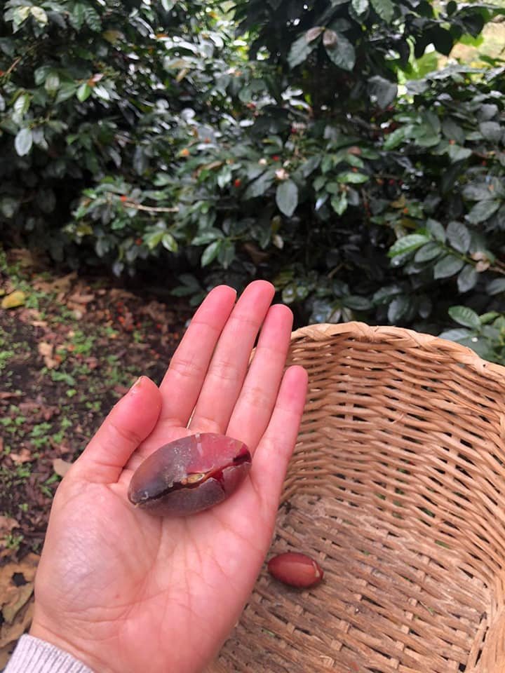 gastronomia funcional y orgánica